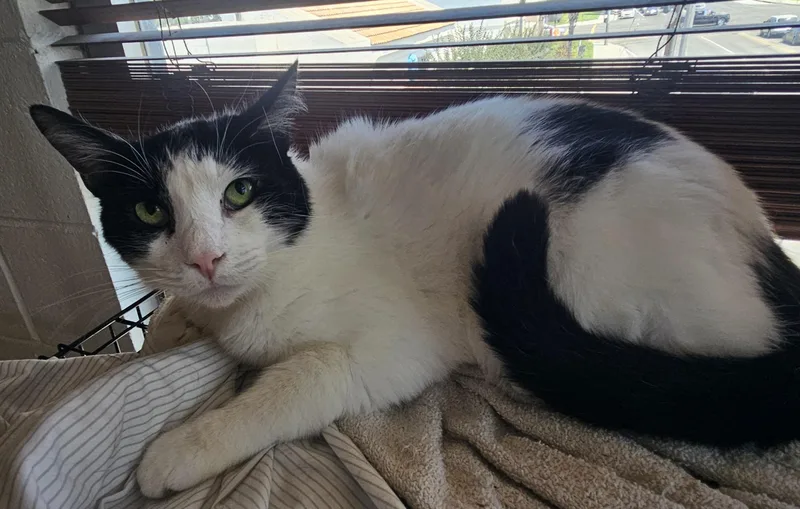 An adult medium-sized male Black & White / Tuxedo Domestic Short Hair cat named Charlie for adoption in Orange, CA