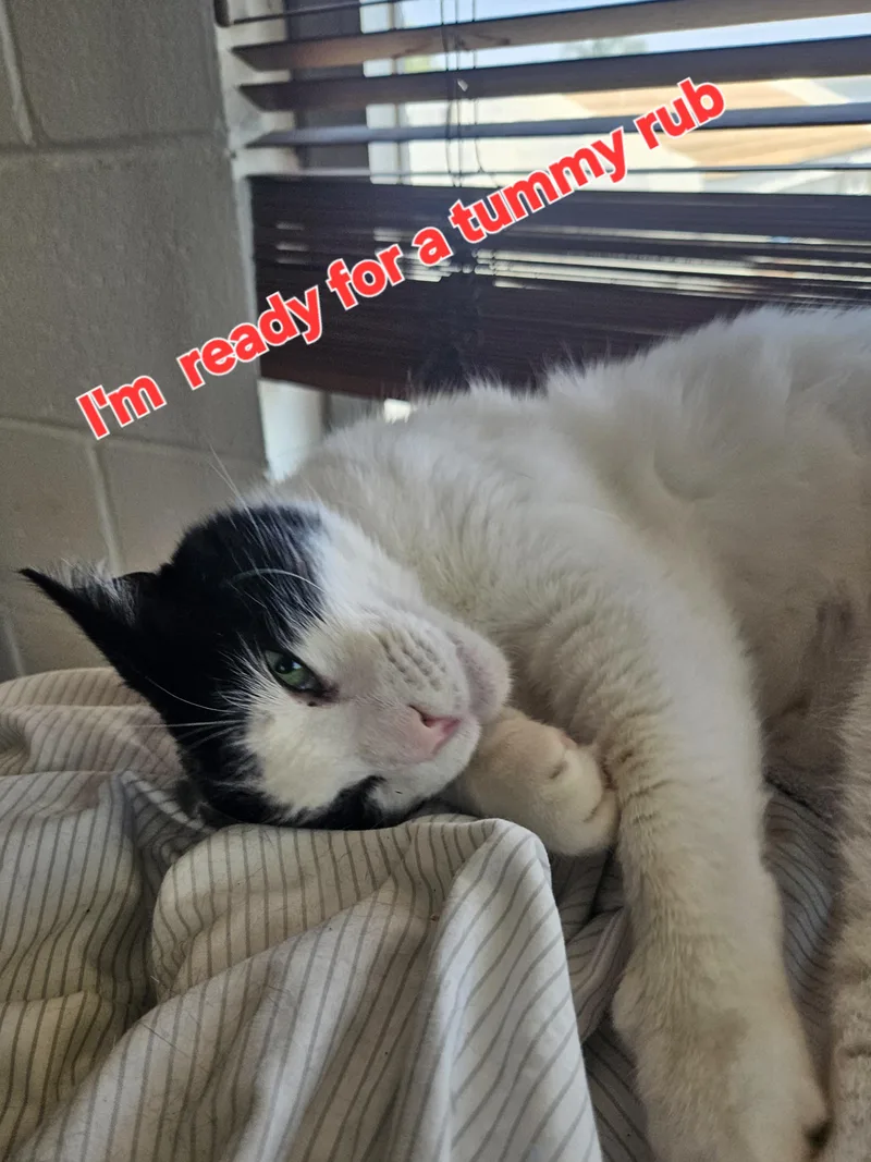 Charlie thumbnail 2