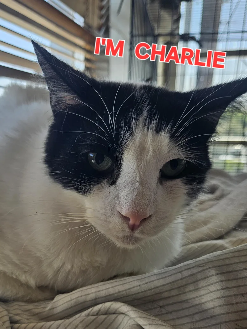 Charlie thumbnail 3
