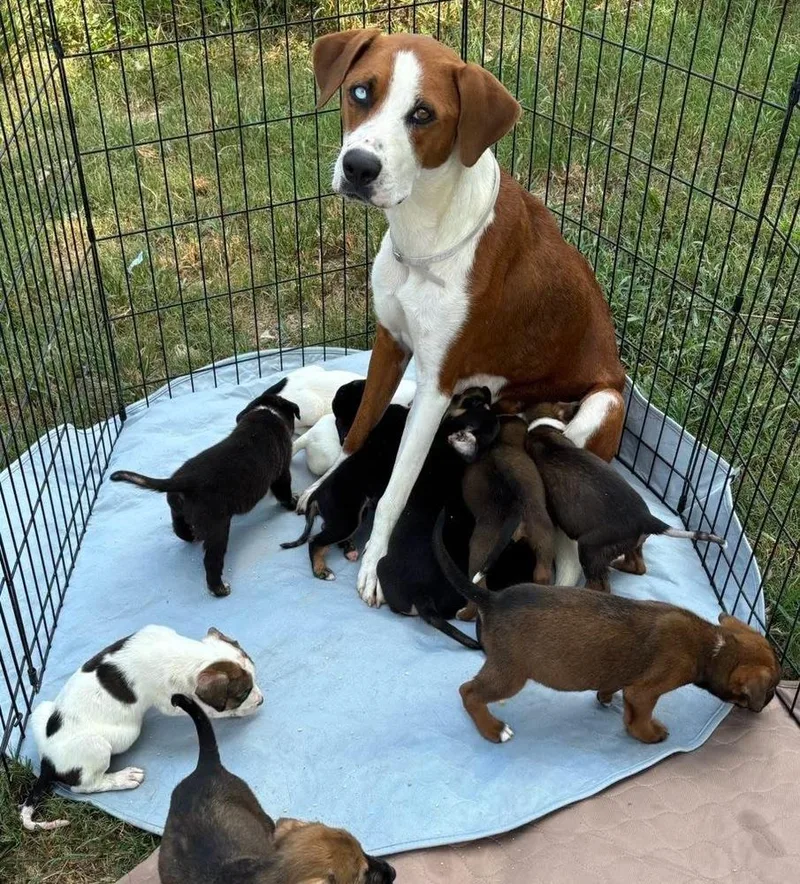 An adult medium-sized female Tricolor (Brown, Black, & White) Hound dog named Ms. Baker for adoption in Brookshire, TX