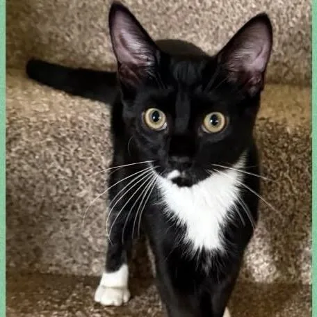 A baby small-sized male Black Domestic Short Hair cat named Sparks for adoption in Orangevale, CA