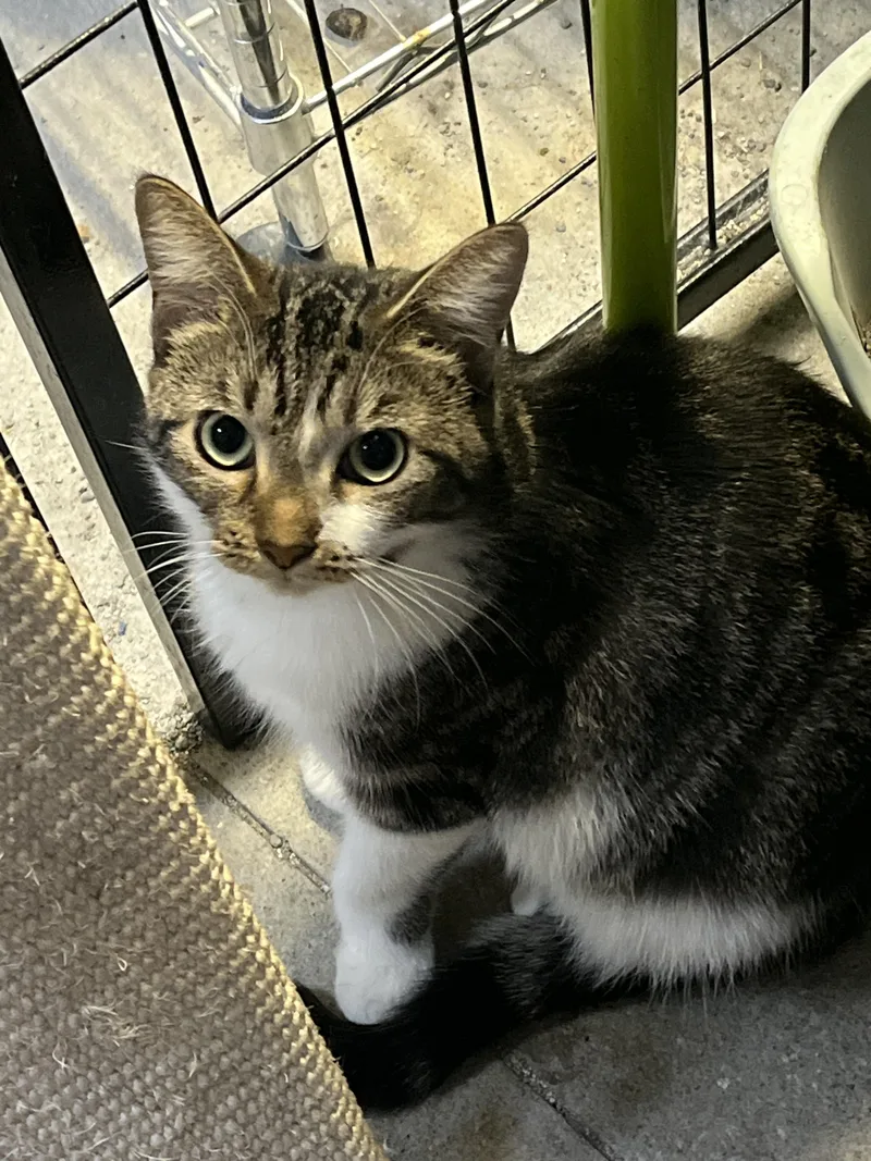 A young medium-sized female Extra-Toes Cat / Hemingway Polydactyl cat named Polly for adoption in Ormond beach, FL