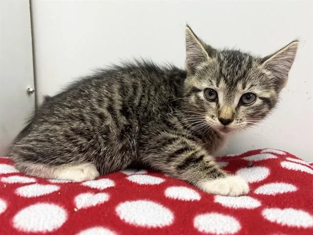 A baby small-sized female Domestic Short Hair cat named Darya for adoption in Sacramento, CA