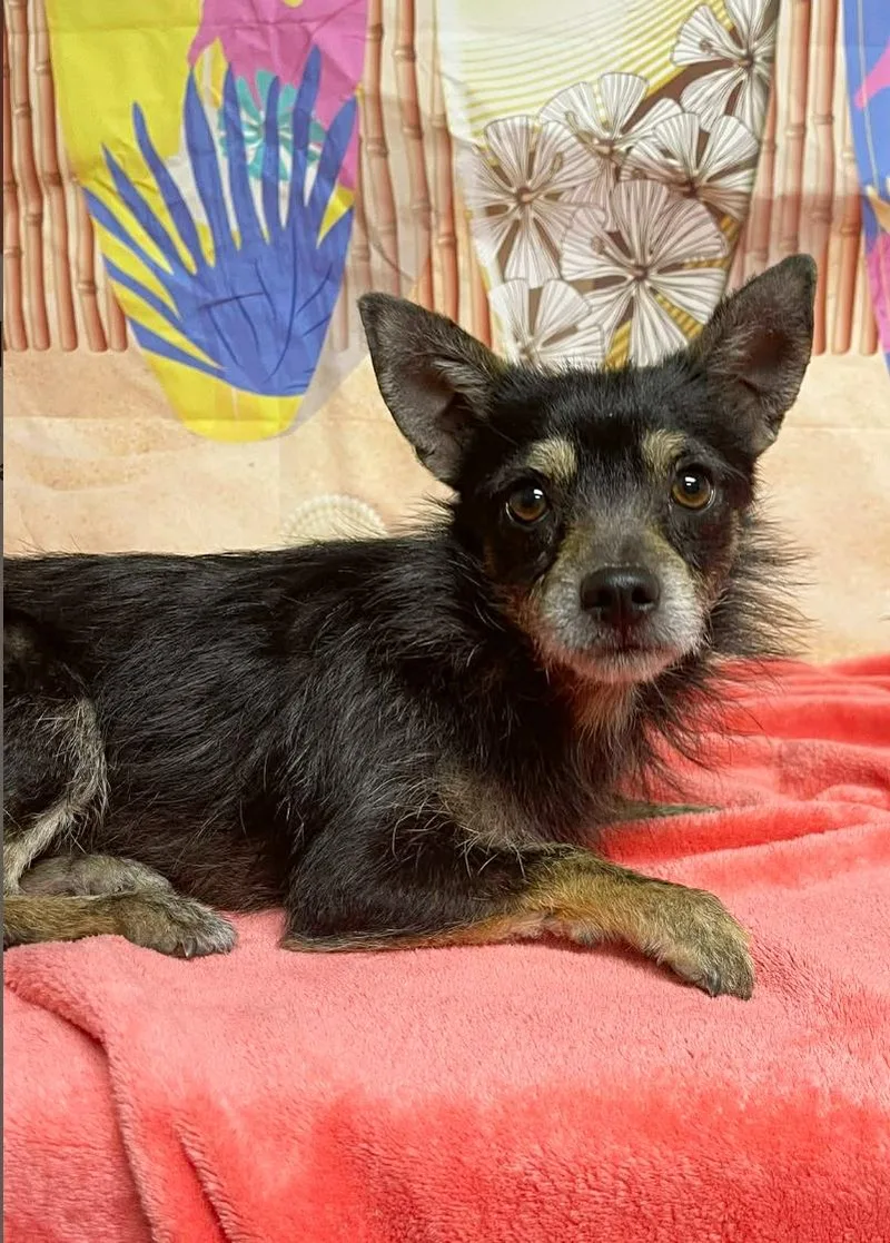 A young small-sized male Black Yorkshire Terrier dog named Conrad for adoption in Boulder, CO
