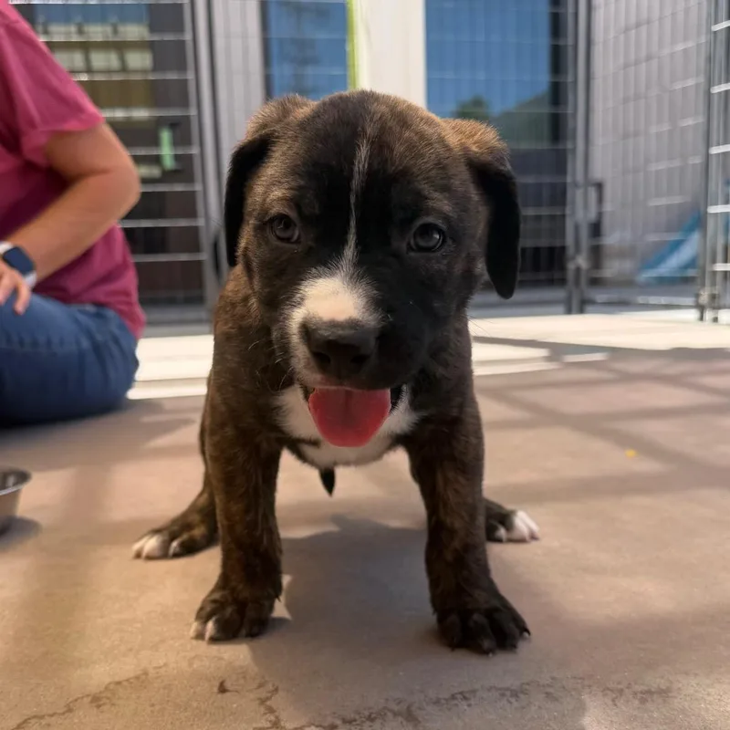 A baby small-sized female Brindle Pit Bull Terrier dog named Natalie for adoption in Palm Springs, CA