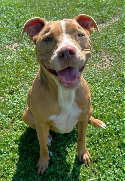 An adult large-sized female Golden American Staffordshire Terrier dog named Blue for adoption in Inverness, FL