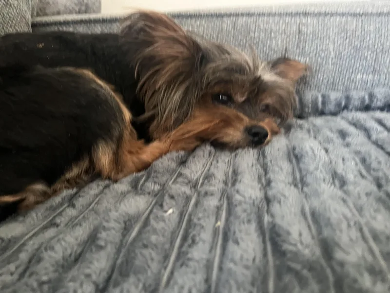 Skye
