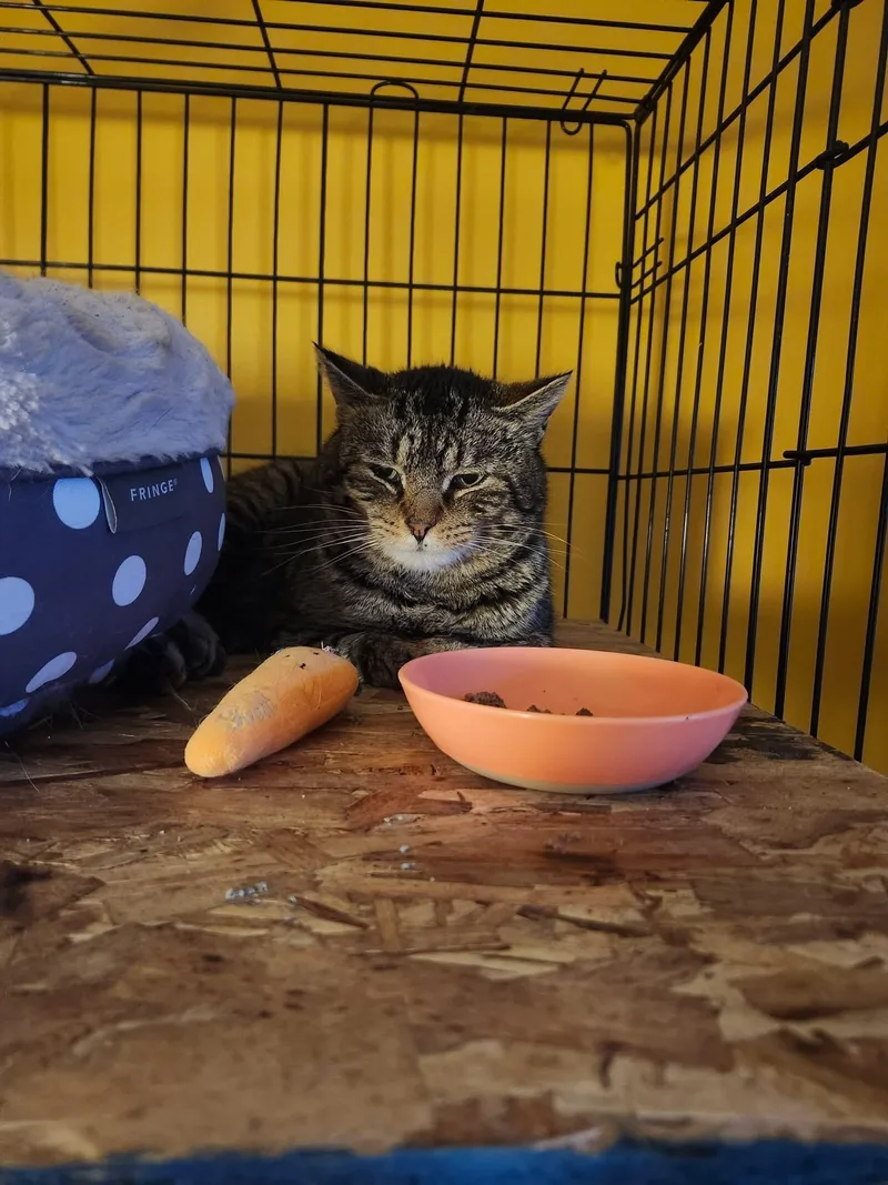 A young medium-sized male Domestic Short Hair cat named Achilles for adoption in Canton, CT