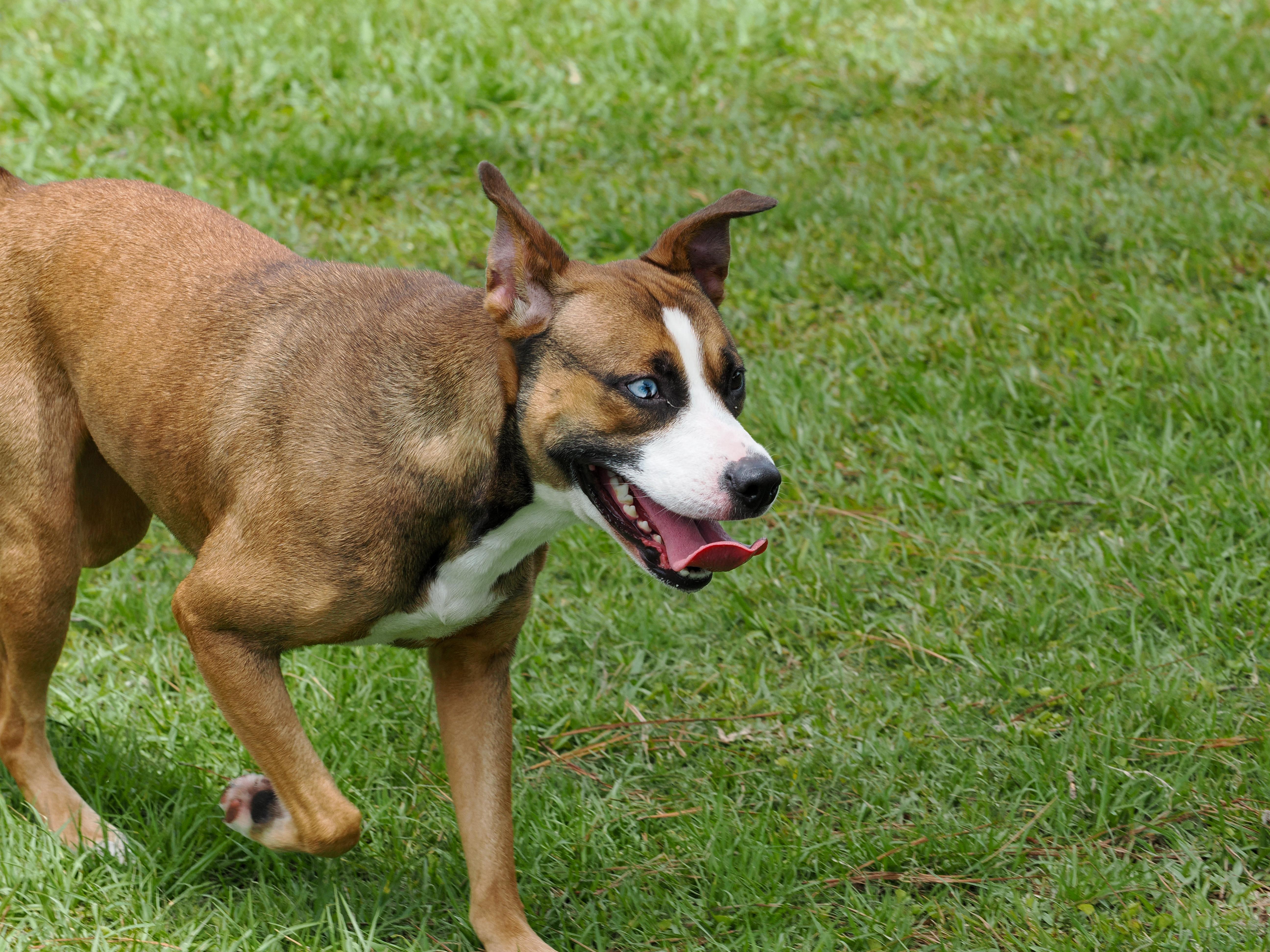 A young medium-sized female Yellow / Tan / Blond / Fawn Mixed Breed dog named Chicken Little for adoption in Myrtle Beach, SC