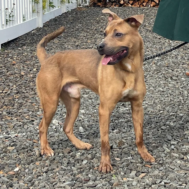 A young medium-sized male Bicolor German Shepherd Dog dog named Enzo for adoption in Staten Island, NY