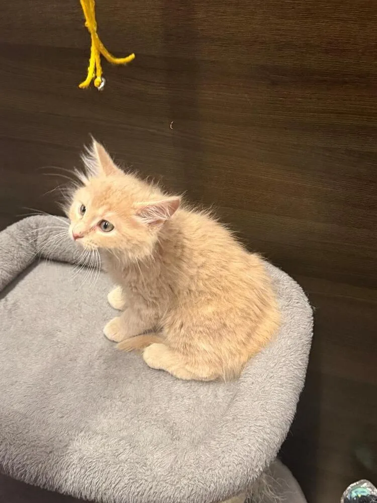 A baby small-sized male Domestic Medium Hair cat named Fluff for adoption in Breinigsville, PA