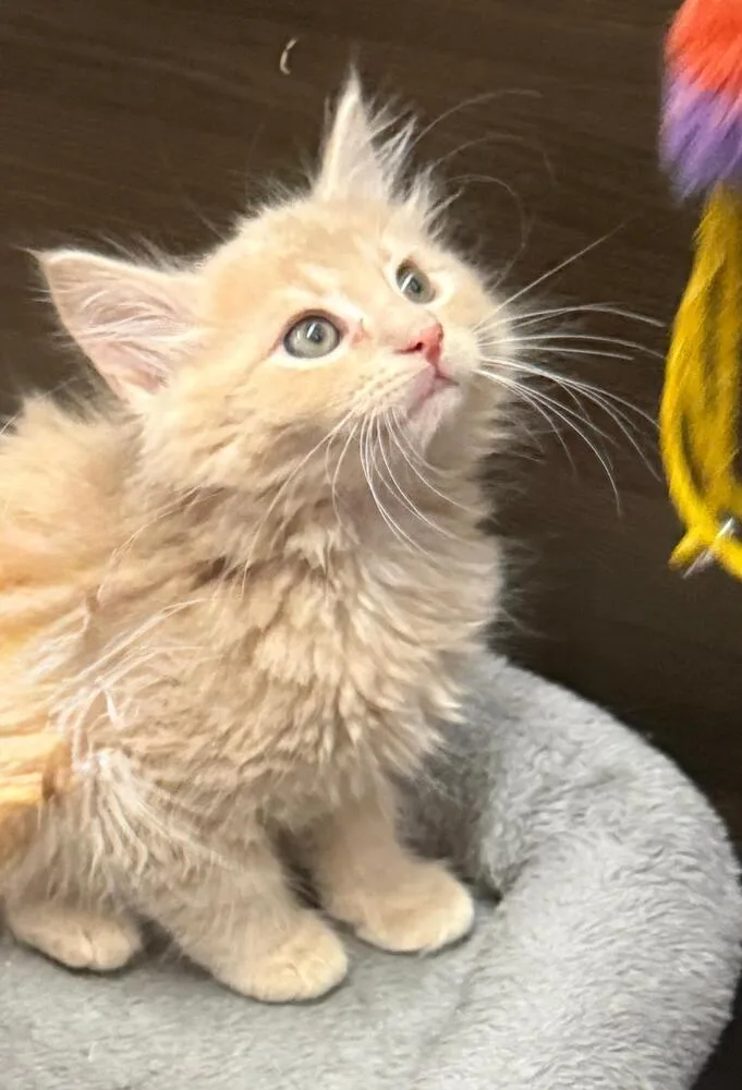 Fluff thumbnail 3