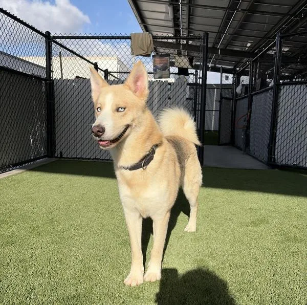 An adult large-sized male Siberian Husky dog named Manotas for adoption in San Diego, CA