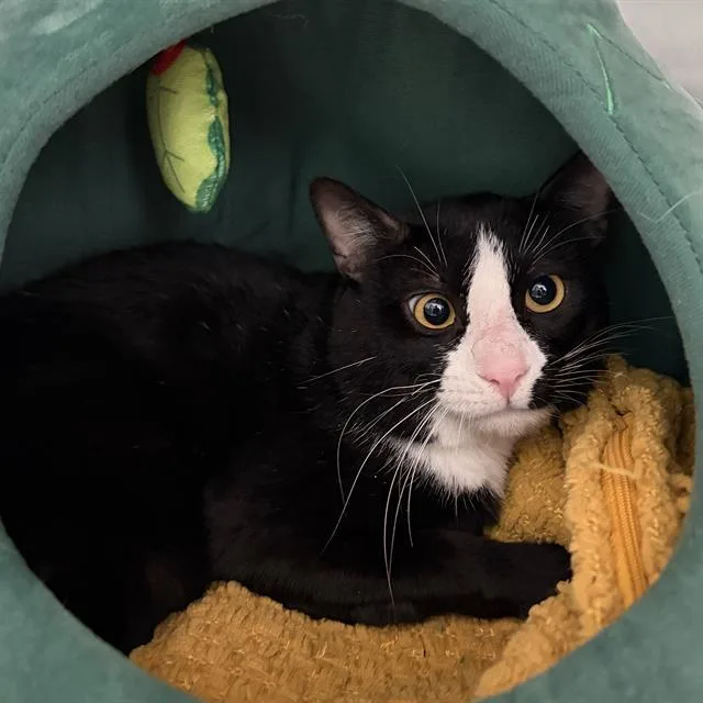 A young small-sized male Domestic Short Hair cat named Sylvester for adoption in Centerville, MA