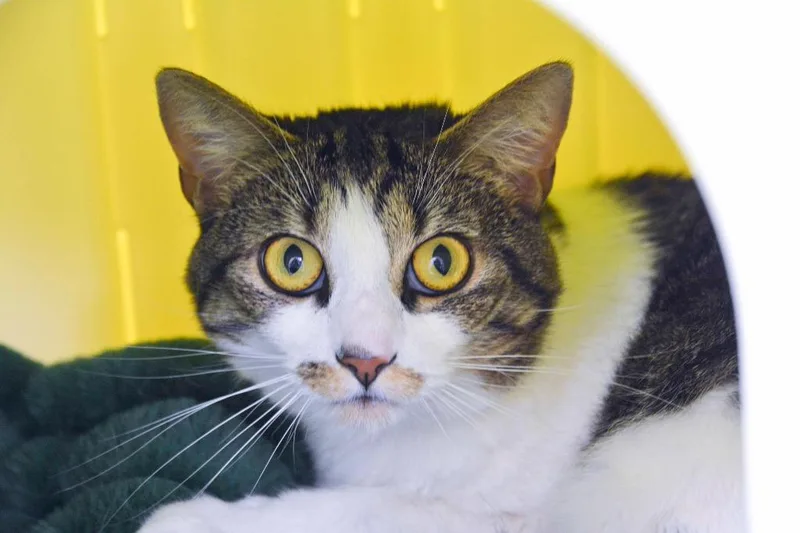 An adult small-sized female Domestic Short Hair cat named Libby for adoption in New Bern, NC