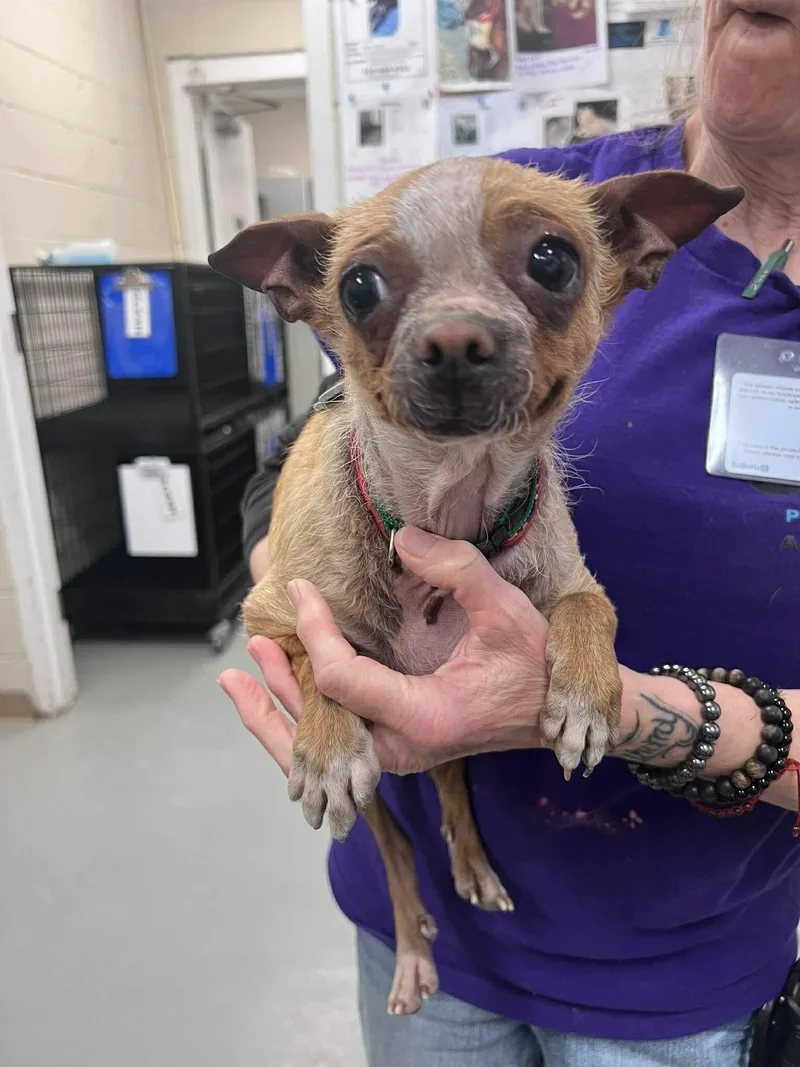 An adult medium-sized female Brown / Chocolate Chihuahua dog named Penny for adoption in Burgaw, NC