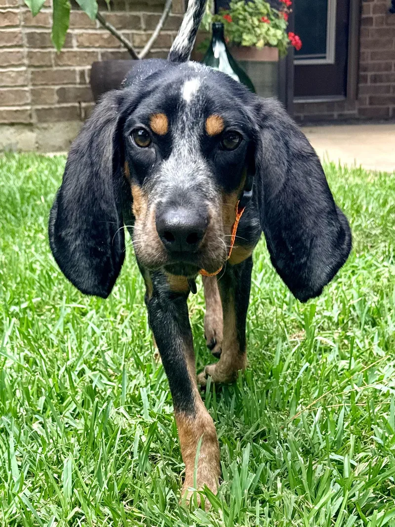 A young medium-sized male Bluetick Coonhound dog named Wonka for adoption in Brooklyn, NY