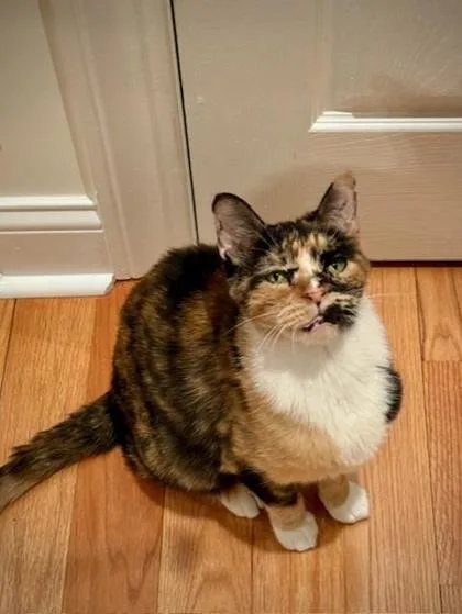 An adult small-sized female Domestic Short Hair cat named Alfalfa for adoption in Chicago, IL