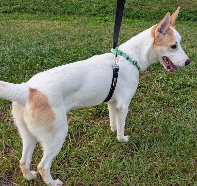 A young medium-sized female Carolina Dog dog named Khloelb Sweetie! for adoption in Fort Myers, FL