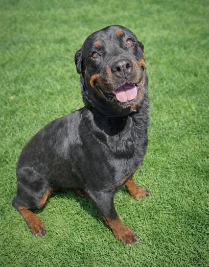 An adult large-sized female Rottweiler dog named Ducky for adoption in Bandera, TX