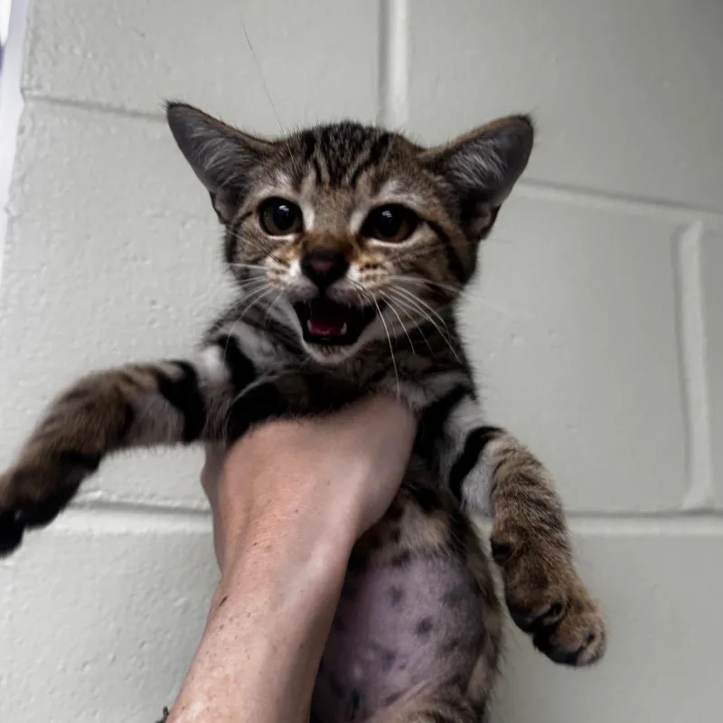 A baby small-sized female Brown / Chocolate Domestic Short Hair cat named Rea for adoption in Middleburg, FL
