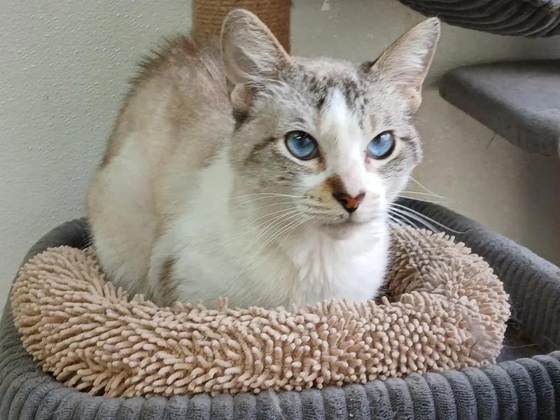 An adult large-sized male Domestic Short Hair cat named Grayson Goodwin for adoption in Fort Worth, TX