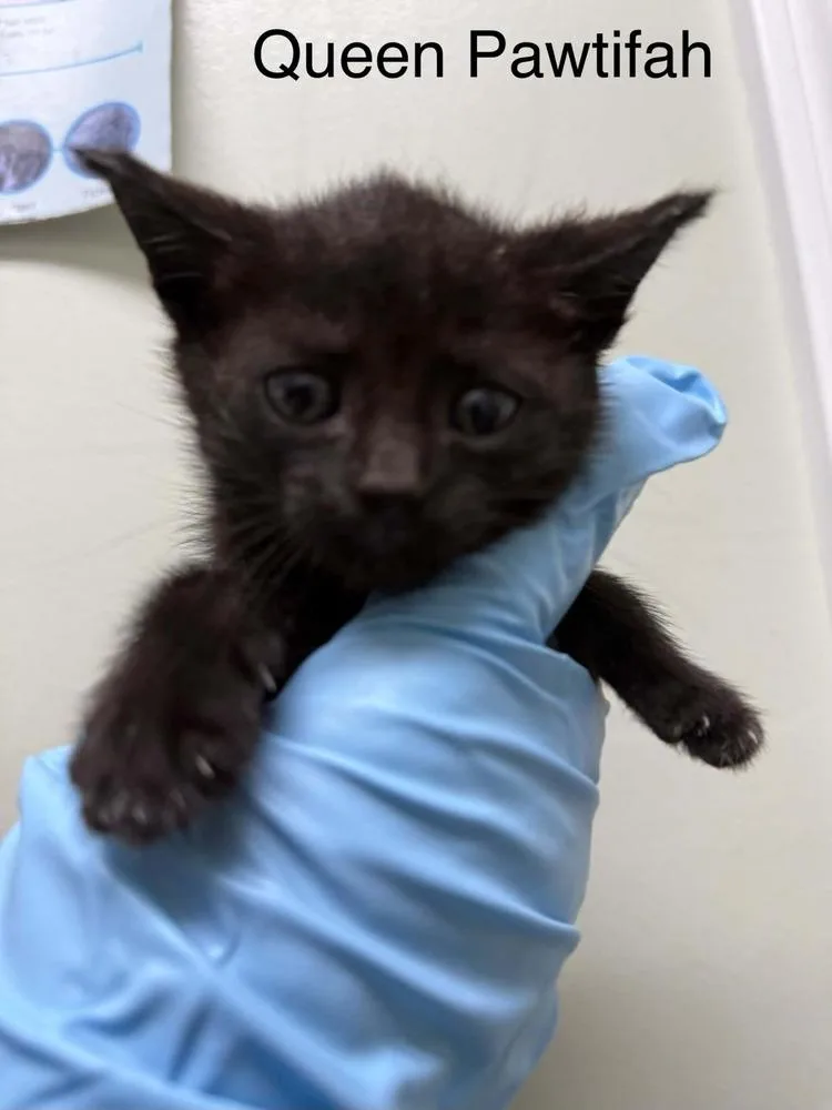 A baby small-sized female Black Domestic Short Hair cat named Queen Pawtifah for adoption in Evansville, IN