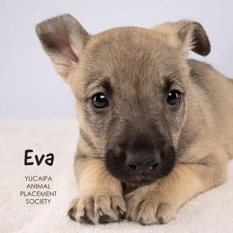 A baby medium-sized female Yellow / Tan / Blond / Fawn Shepherd dog named Eva for adoption in Yucaipa, CA