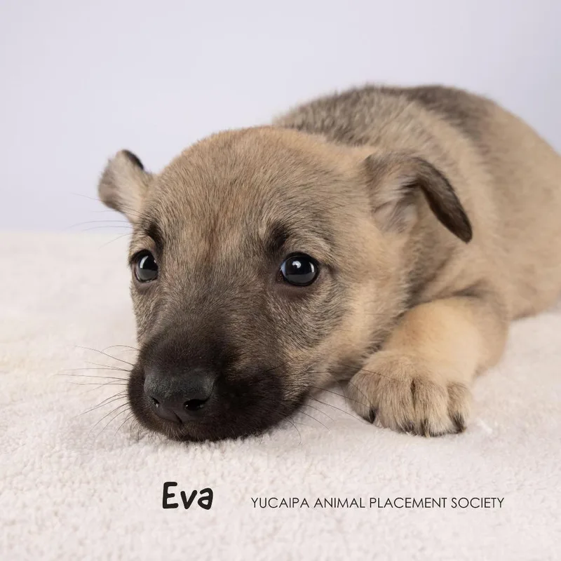 Eva thumbnail 2