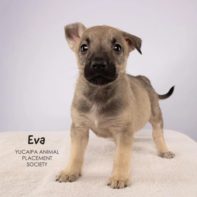 Eva thumbnail 3