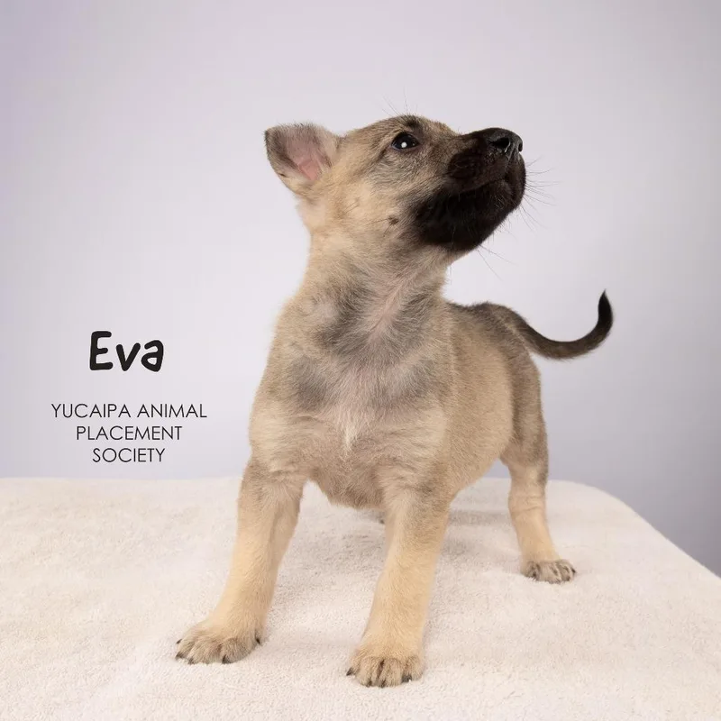 Eva thumbnail 4