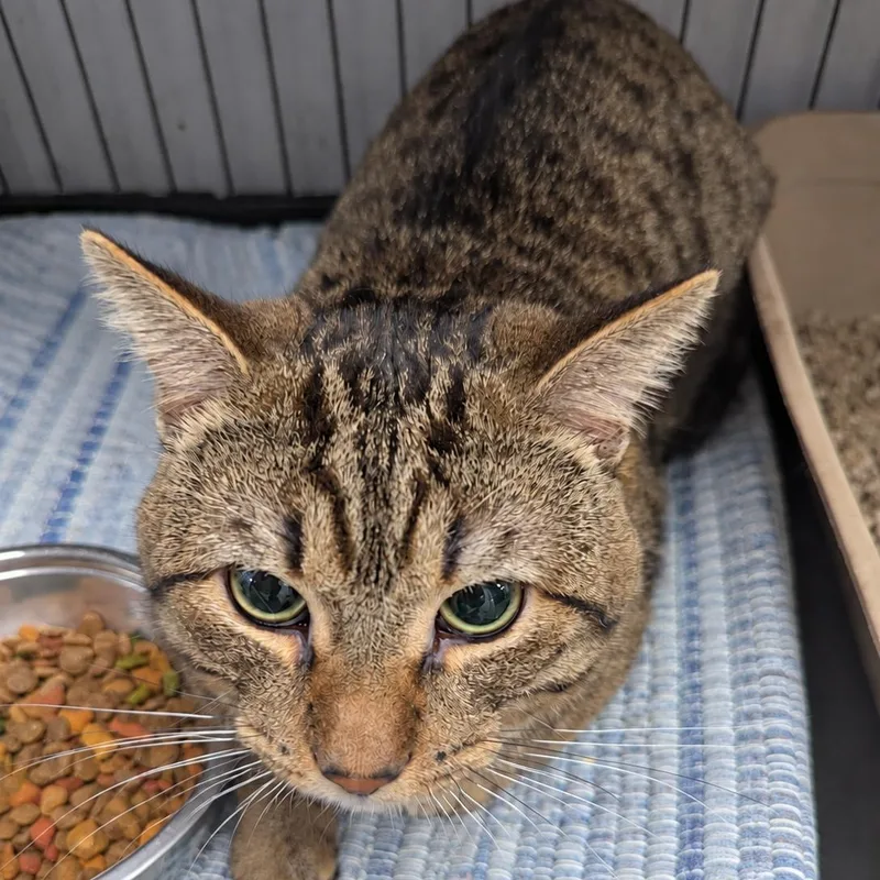 An adult large-sized male Tabby (Brown / Chocolate) American Shorthair cat named Sami for adoption in Blue Earth, MN
