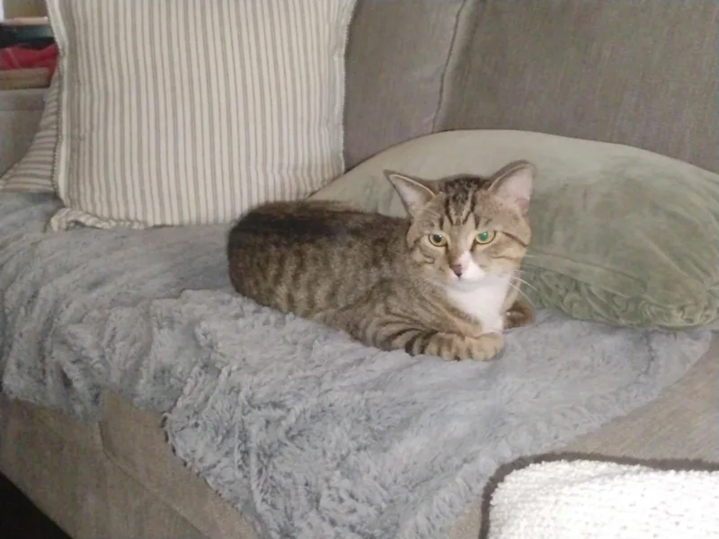 An adult medium-sized male Gray & White Domestic Short Hair cat named Jojo for adoption in Naples, FL
