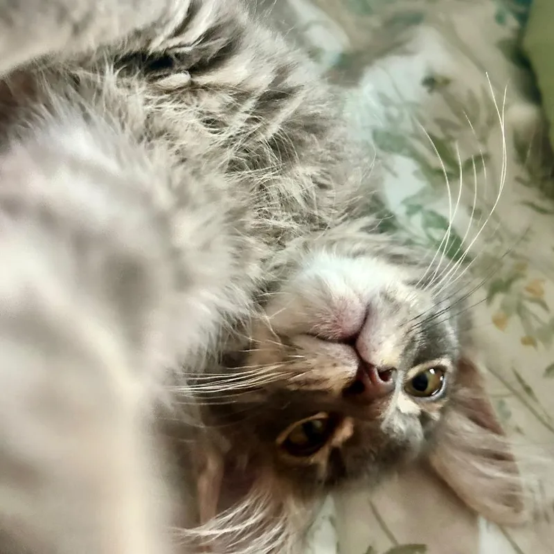 A baby small-sized male Gray / Blue / Silver Maine Coon cat named Timothee Catlamet for adoption in San Pablo, CA