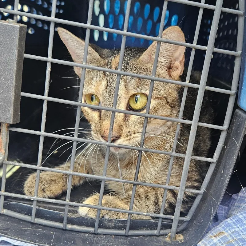 An adult medium-sized female Brown / Chocolate American Shorthair cat named Cecelia for adoption in Lake Jackson, TX