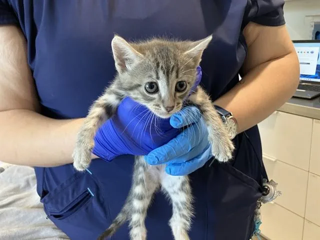 A baby small-sized female Domestic Short Hair cat named April for adoption in Long Beach, CA