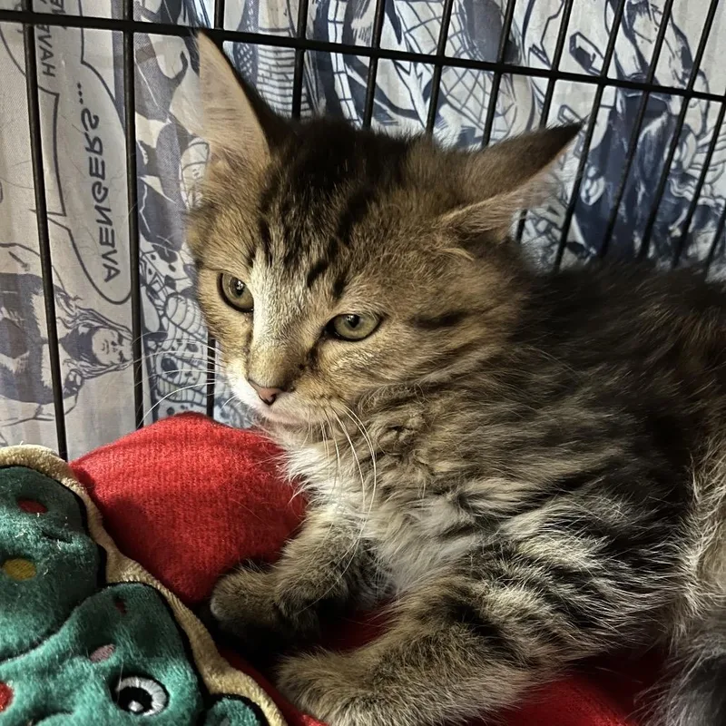 A baby small-sized male Brown / Chocolate Domestic Medium Hair cat named Sheldon for adoption in Waldorf, MD