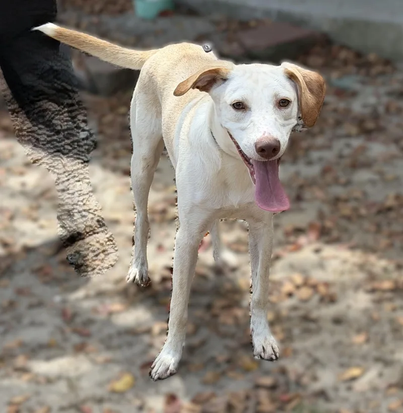 A young medium-sized female Yellow / Tan / Blond / Fawn Labrador Retriever dog named Pringle for adoption in Slidell, LA