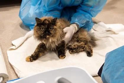 An adult medium-sized female Domestic Long Hair cat named Sable for adoption in Ringoes, NJ