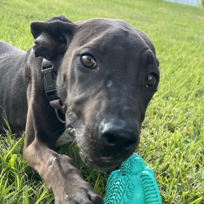 A young medium-sized female Black Labrador Retriever dog named Aspen for adoption in Aledo, TX