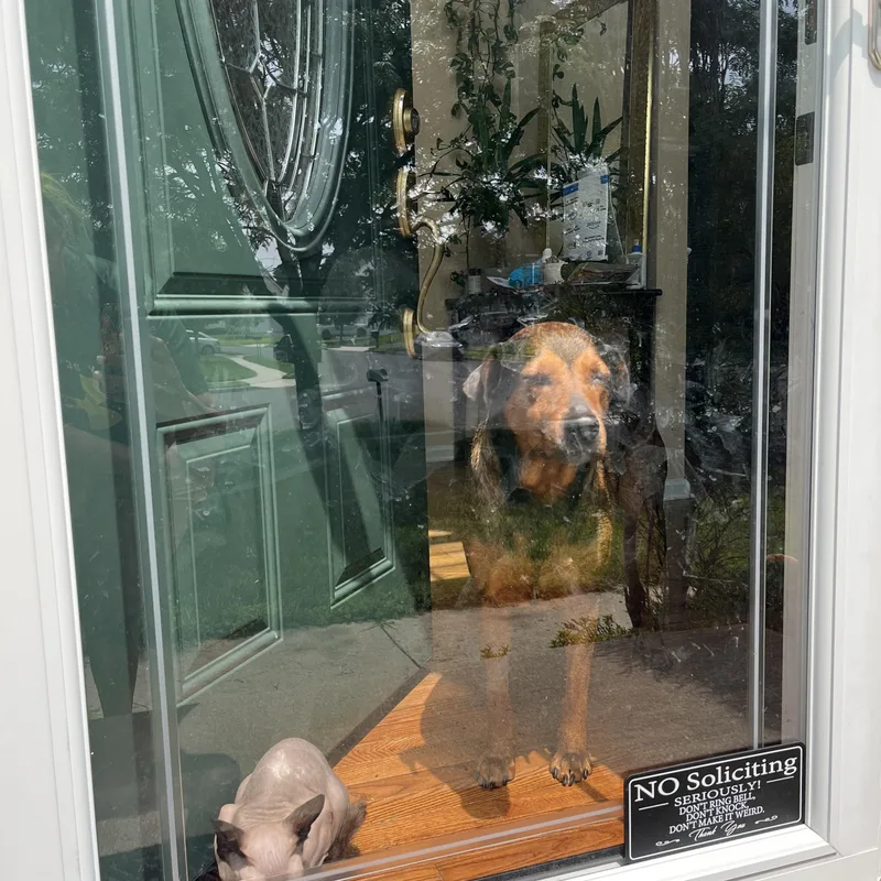 An adult medium-sized female Brown / Chocolate Doberman Pinscher dog named Penny for adoption in Philadelphia, PA