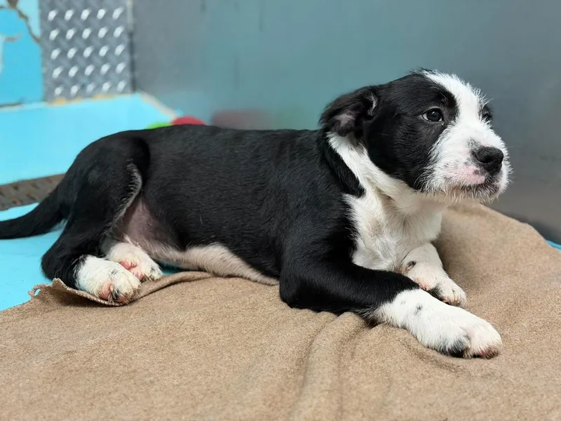 A baby medium-sized male Pit Bull Terrier dog named Pirelli for adoption in Othello, WA