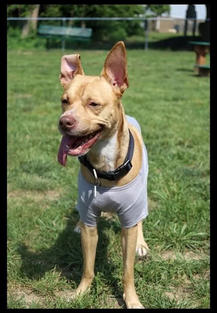 An adult medium-sized male Feist dog named Ozzy for adoption in Upper Marlboro, MD