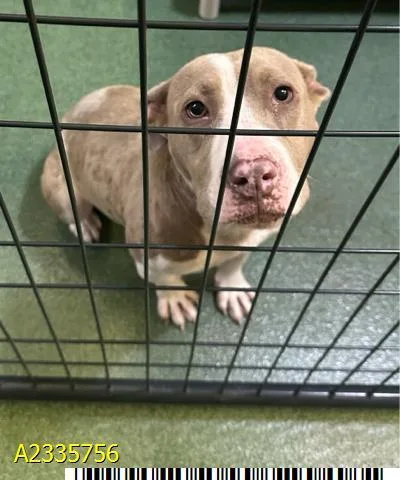 An adult medium-sized female Mixed Breed dog named Suzie Q for adoption in West Palm Beach, FL