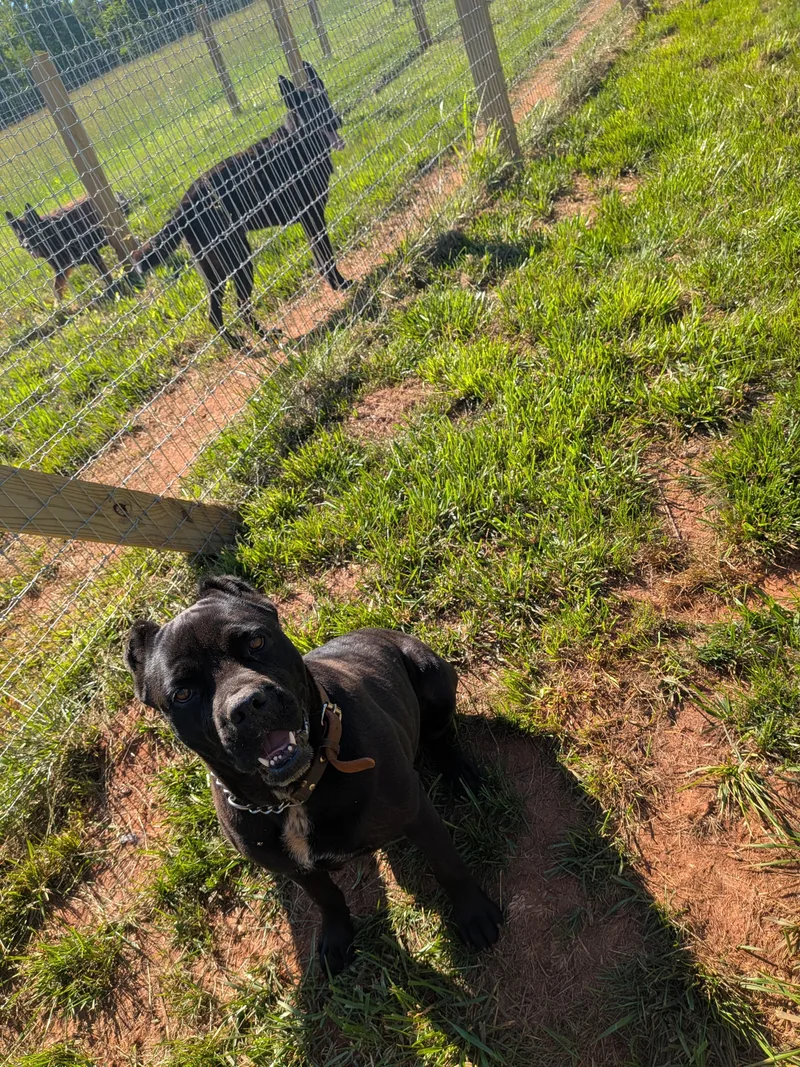 An adult large-sized female Black Cane Corso dog named Mia for adoption in Rutherfordton, NC