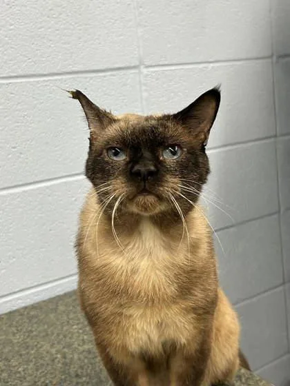 An adult small-sized male Domestic Short Hair cat named Cotton for adoption in Munster, IN