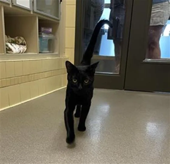An adult small-sized male Domestic Short Hair cat named Rockies for adoption in Denver, CO