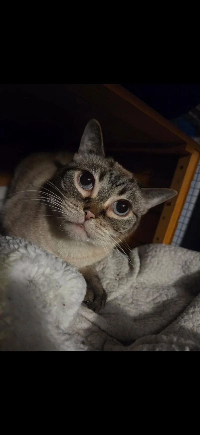 Fishsticks thumbnail 2