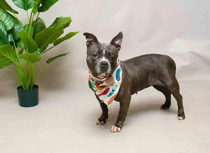 An adult medium-sized female Gray / Blue / Silver Terrier dog named Xena for adoption in Sanford, FL