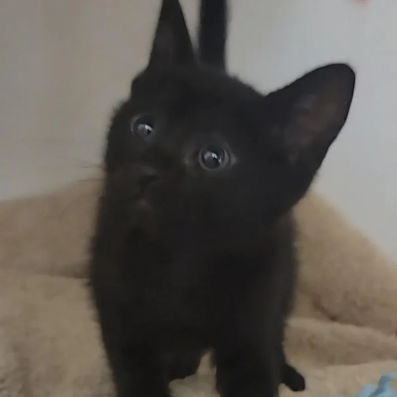 A baby small-sized female Black Domestic Short Hair cat named Willow for adoption in Phoenix, AZ